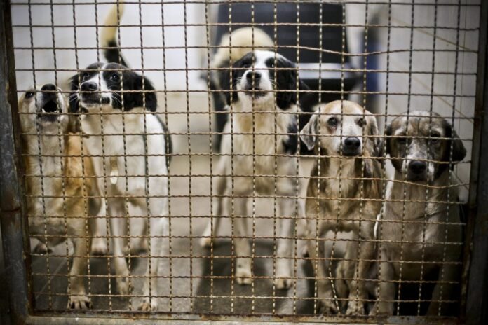 12.6.-Zoonoses.-Caes.-Foto-Joel-Rodrigues-Agencia-Brasilia-1536x1024