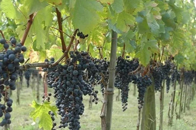 1_whatsapp_image_2023_07_28_at_18_34_11-28666114