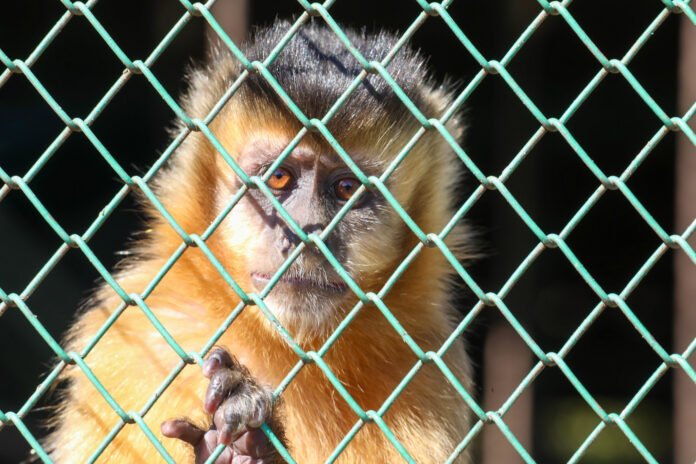 Foto Joel RodriguesAgência Brasília