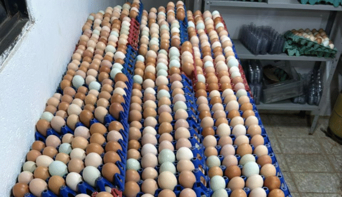 WhatsApp Image 2025-08-04 at 15.40.23 (1)