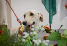 Projeto Pet ConVivência incentiva adoção de animais por escolas públicas