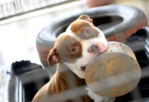 Cães resgatados pela Zoonoses esperam por um novo lar