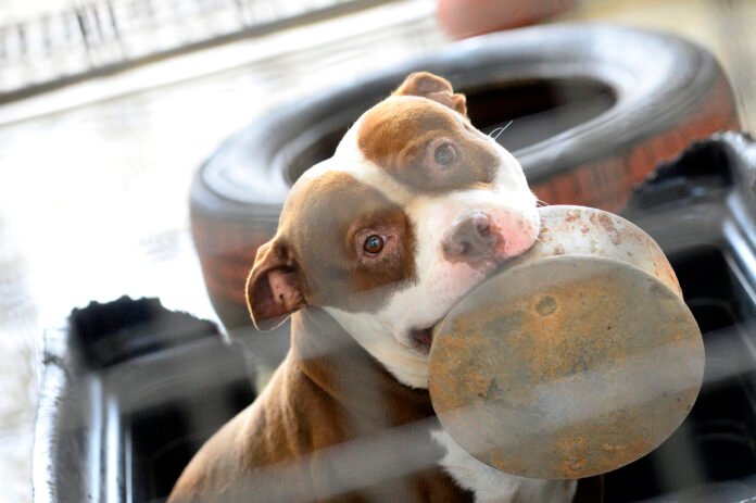 Adoção Zoonoses_Foto_Matheus Oliveira_Agência Saúde DF