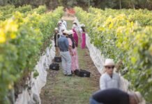 Emater-DF lança catálogo com mais de 300 produtos e experiências de turismo rural no DF