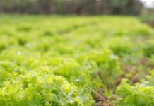 Papa-DF abre chamada para alimentos do Zoológico de Brasília