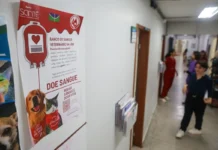 Falta de pets doadores de sangue deixa gatos e cães em risco no DF