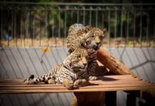 Zoológico terá entrada até as 14h em jogo do Brasil