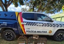 Fiscalização encontra aves silvestres em cativeiro no Cruzeiro e na Granja do Torto