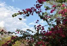 Chegada da Primavera no Distrito Federal é marcada por calor, retorno das chuvas e alertas de tempestades