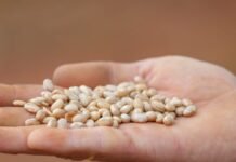 DF se destaca na produção de feijão, sorgo, goiaba e abacate entre municípios do país