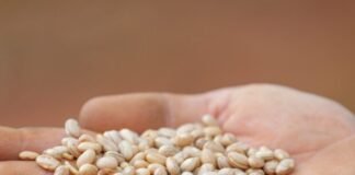 DF se destaca na produção de feijão, sorgo, goiaba e abacate entre municípios do país