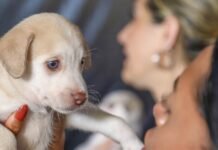DF oferece mais de 5 mil vagas para castração gratuita de cães e gatos